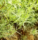 蒿葉豬毛菜 - 藜科豬毛菜屬植物