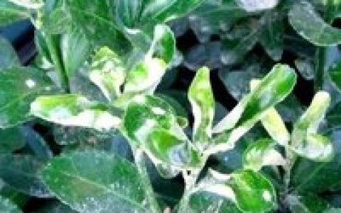 大葉黃楊白粉病 - 植物疾病