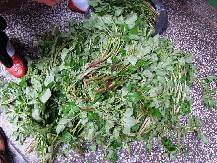 安陸白花菜 - 安陸市獨特的地方蔬菜品種