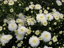 滁菊 - 菊目菊科植物
