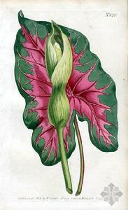 花葉芋 - 為新近流行的室內(nèi)觀葉植物