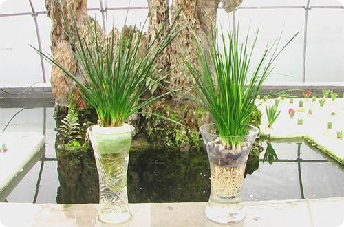 蔥蘭 - 多年生草本植物