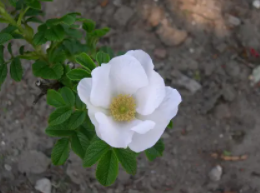 白玫瑰 - 薔薇科薔薇屬植物
