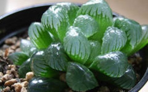 冰燈玉露 - 多肉植物