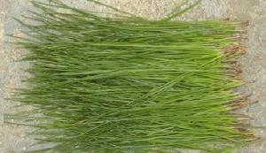 松針粉 - 畜禽飼料添加劑