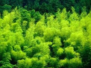 自然景觀 - 天然景觀和人為景觀的自然方面的總稱