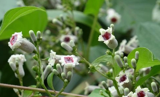 雞矢藤 - 茜草科雞矢藤屬植物