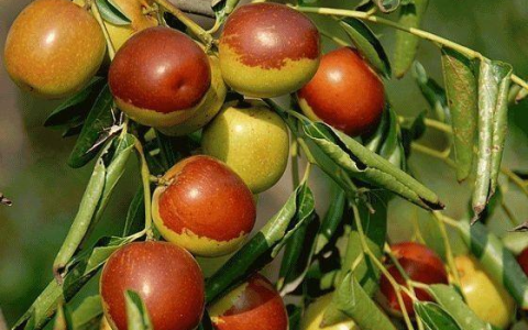 黃驊冬棗 - 中國國家地理標(biāo)志產(chǎn)品
