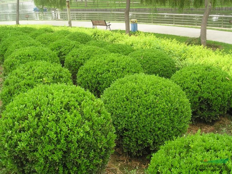 園林綠化 - 工程技術(shù)和藝術(shù)手段改造地形
