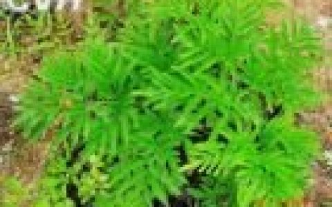 白芷粉 - 發(fā)散風(fēng)寒藥物