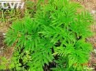 白芷粉 - 發(fā)散風寒藥物