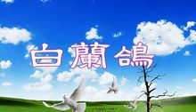 白蘭鴿 - 歌曲專輯
