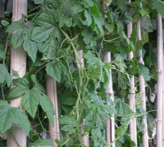 絲瓜藤 - 草本植物