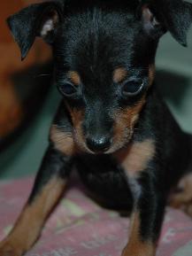 迷你杜賓犬 - 德國的家庭犬