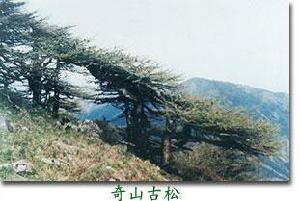 朱雀森林公園 - 自然風(fēng)景旅游區(qū)