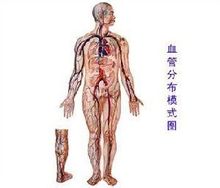 血管 - 血液流過的管道