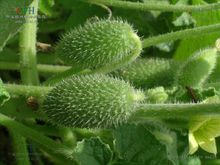 噴瓜 - 葫蘆科噴瓜屬植物