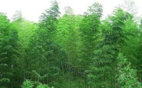 井岡翠竹 - 禾木科植物