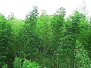 井岡翠竹 - 禾木科植物