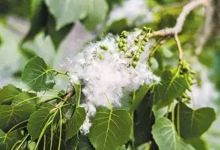 楊絮 - 楊柳科楊屬植物