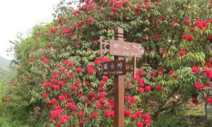 百里杜鵑風(fēng)景名勝區(qū) - 中國(guó)貴州省5A級(jí)旅游景區(qū)