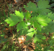 艾 - 菊科蒿屬植物