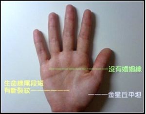 掌紋 - 手掌上的紋線