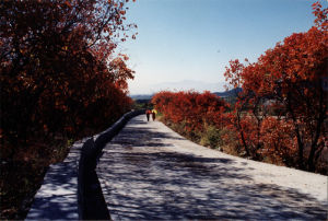 蟒山森林公園 - 國家森林公園