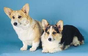 威爾斯柯基犬 - 犬科犬屬動(dòng)物