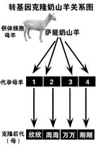 克隆羊多莉 - 世界上第一頭克隆綿羊