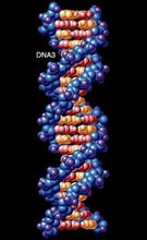 DNA雙螺旋 - 生物遺傳物質(zhì)結(jié)構(gòu)