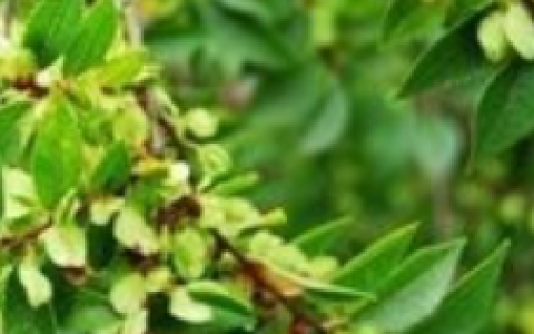 莖葉 - 植物學(xué)用語