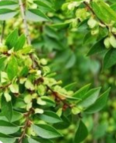 莖葉 - 植物學(xué)用語(yǔ)