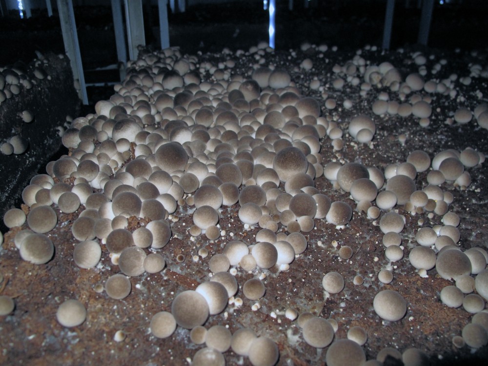 菌種 - 活細(xì)胞催化劑的微生物