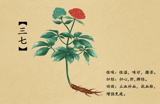 三七 - 中藥名