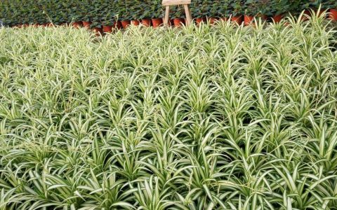 金邊吊蘭 - 天門冬科吊蘭屬植物
