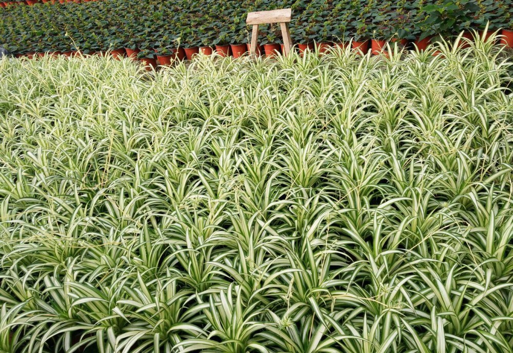 金邊吊蘭 - 天門冬科吊蘭屬植物