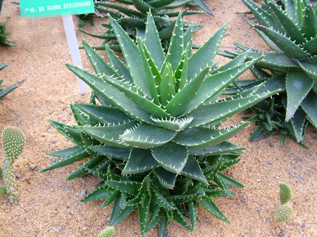不夜城蘆薈 - 百合科蘆薈屬植物