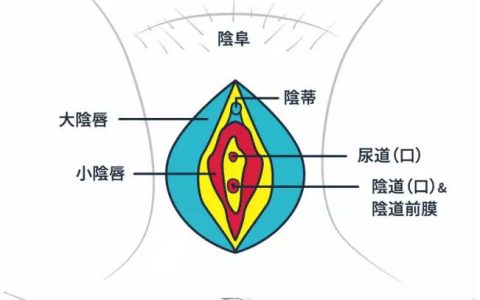 陰蒂 - 醫(yī)療用語