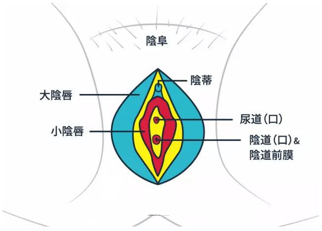 陰蒂 - 醫(yī)療用語(yǔ)