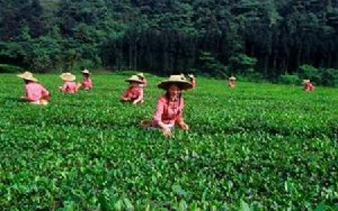 峨眉雪芽 - 綠茶品種