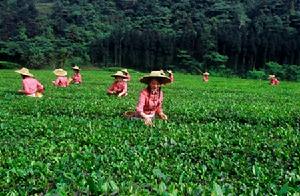 峨眉雪芽 - 綠茶品種