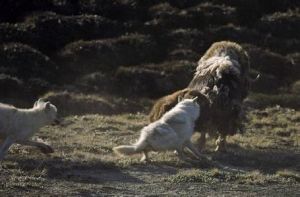 狼 - 犬科犬屬下的一種動物