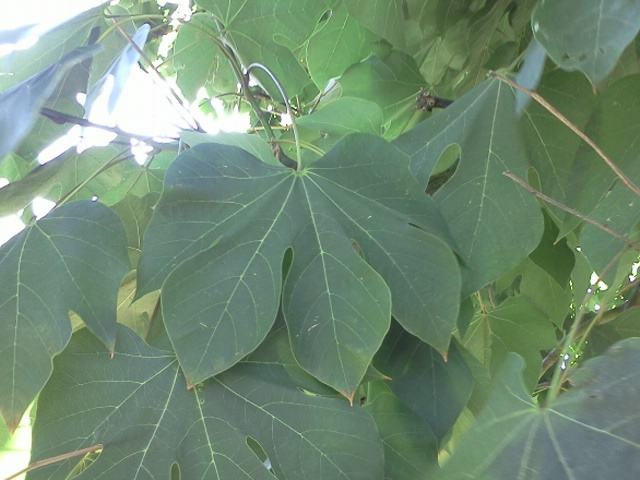 梧桐葉 - 梧桐科梧桐屬植物梧桐的葉子