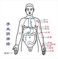 肺經(jīng) - 位于人體手臂上的一個經(jīng)絡(luò)