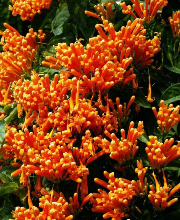 炮仗花 - 紫葳科炮仗藤屬植物