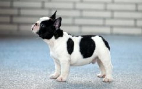 法國斗牛犬 - 犬屬斗牛犬種動物
