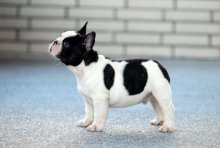 法國斗牛犬 - 犬屬斗牛犬種動物