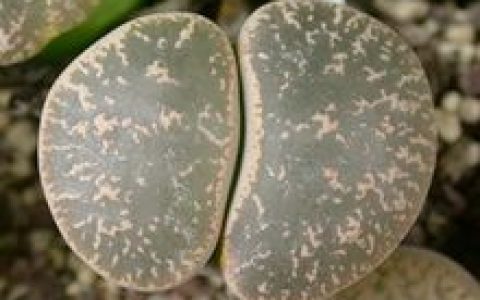 多肉植物 - 植物營(yíng)養(yǎng)器官肥大的高等植物