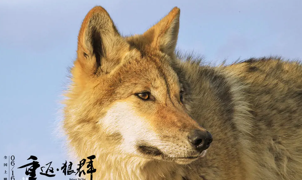 重返·狼群 - 2017年出品的紀(jì)實類敘事影片